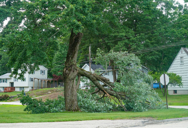 Professional  Tree Services in Audubon, IA